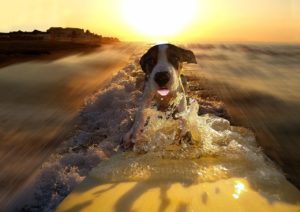 dog, surf, sea-6027059.jpg